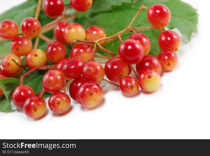 Red wild berries isolated on white. Red wild berries isolated on white