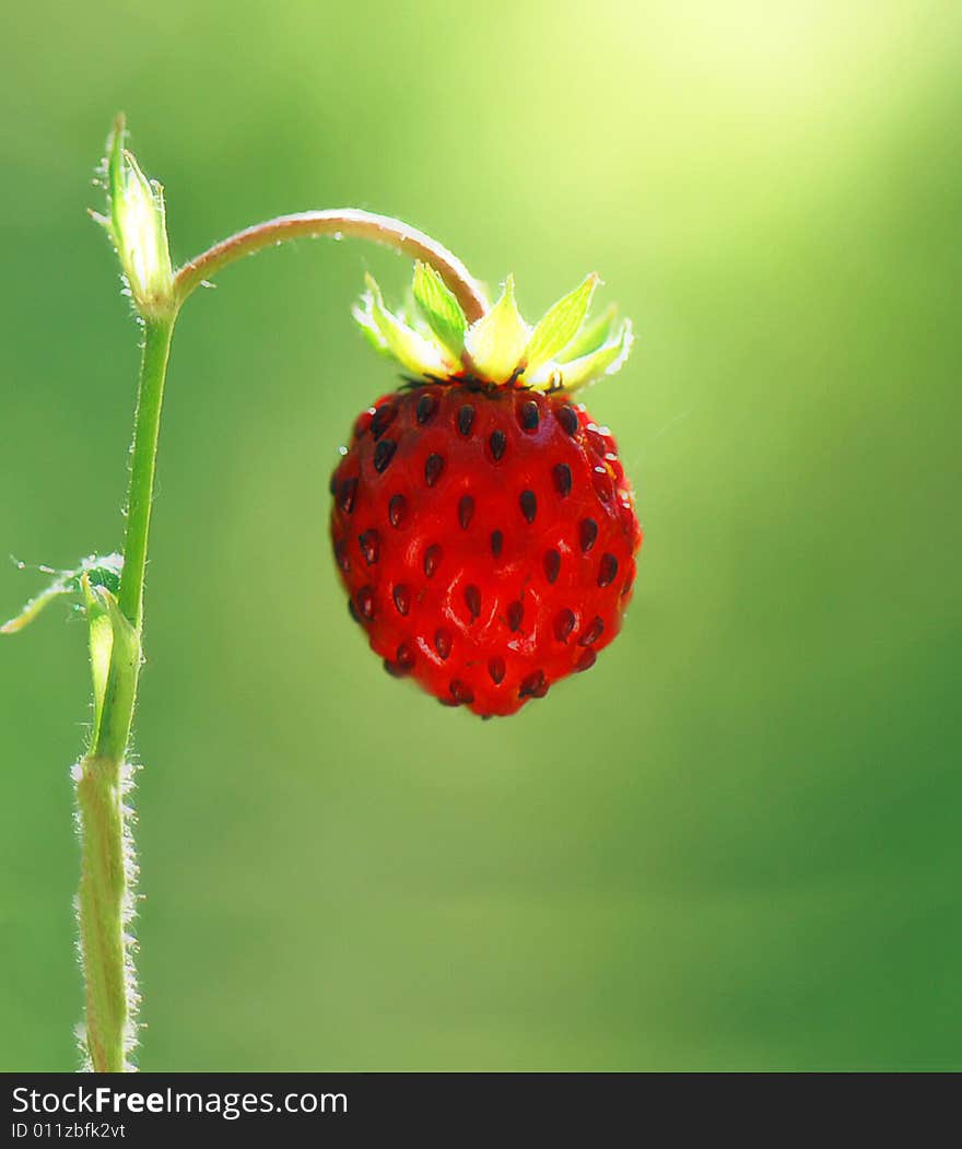 Wild strawberry in close up