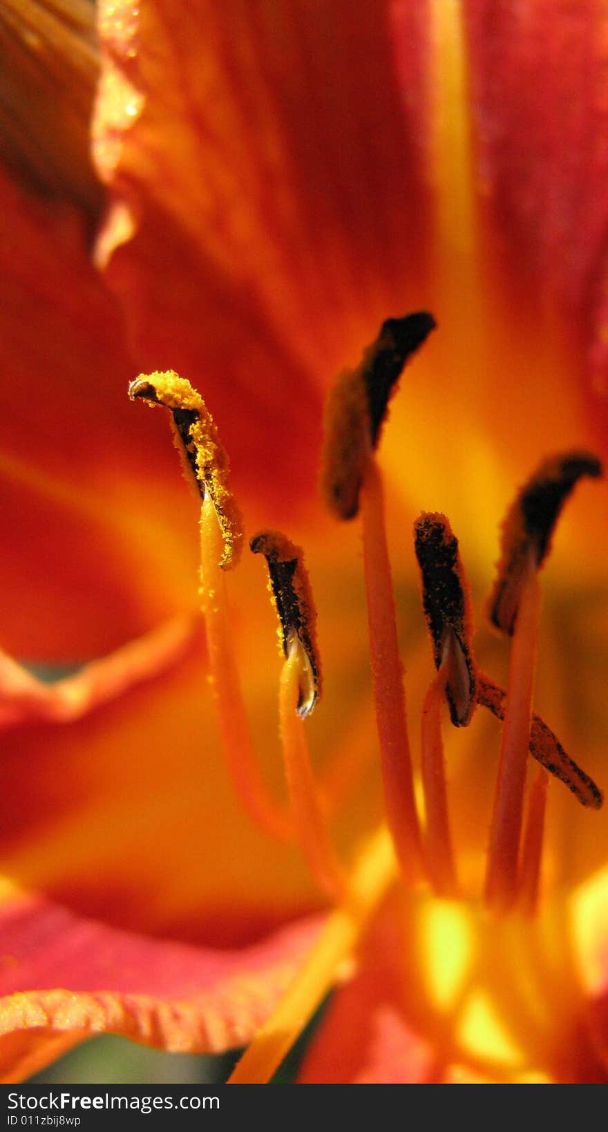 Beautiful flower in a garden