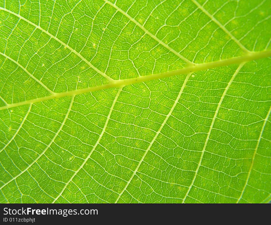 Close up of the walnut leaf texture