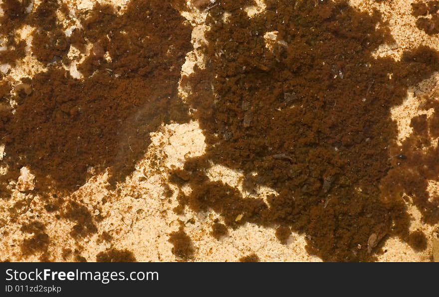 Brown Algae