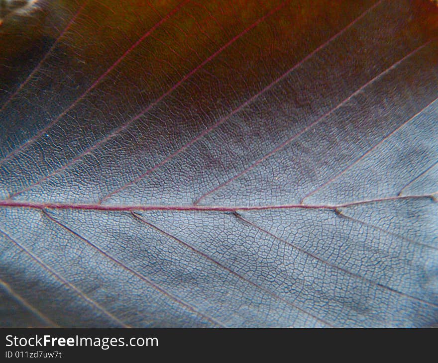 Close up of the dark maroon leaf texture