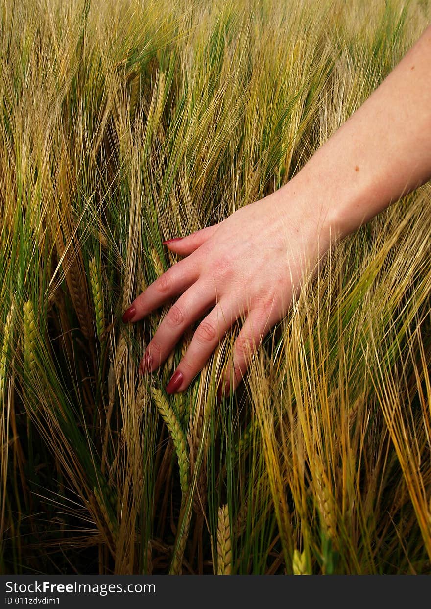 Barley field