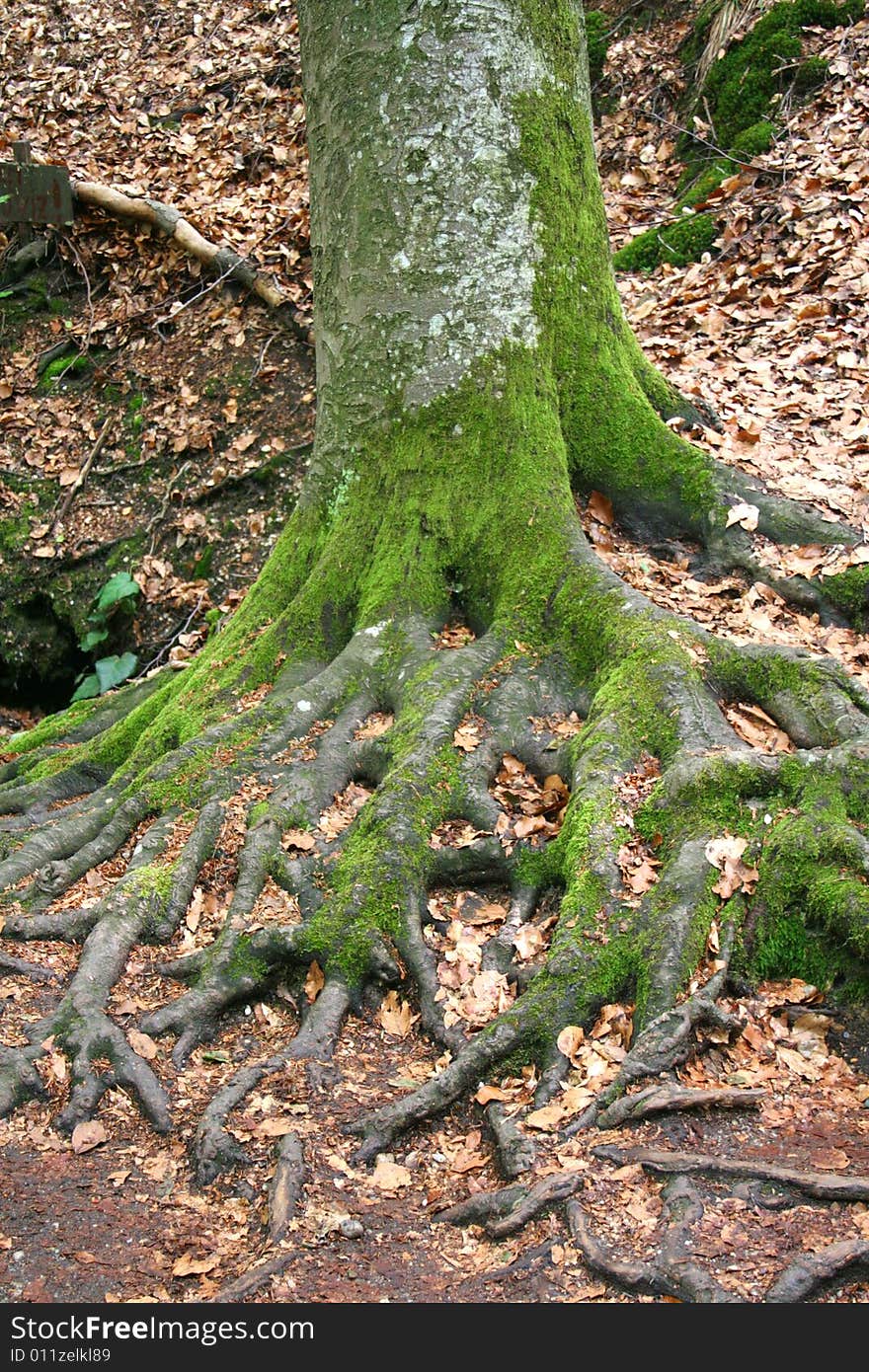 Roots of an old tree.