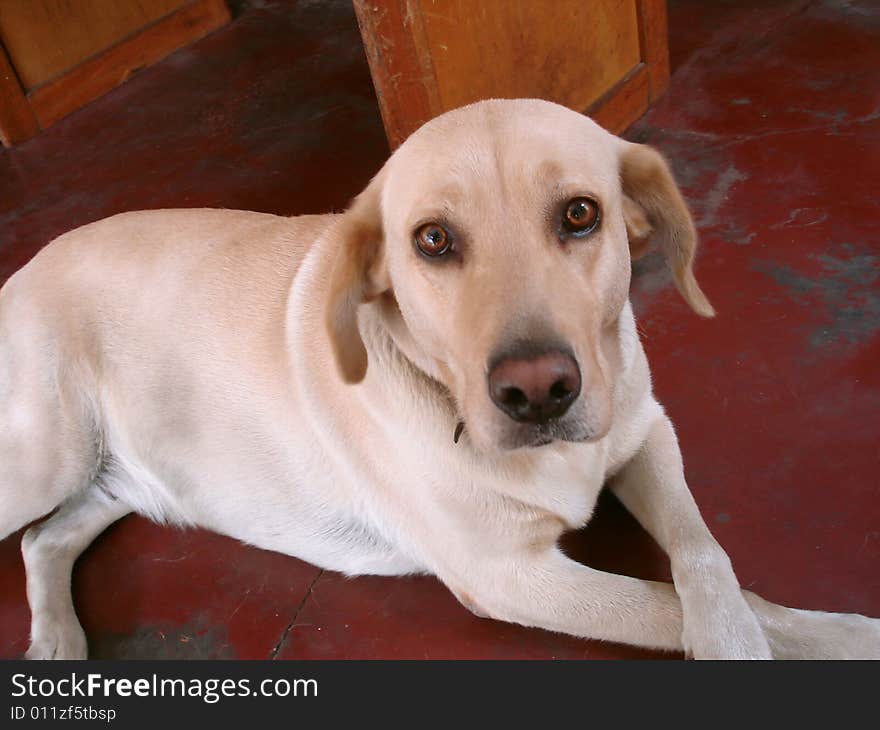 Even the the south-american dogs are relaxed. Even the the south-american dogs are relaxed.