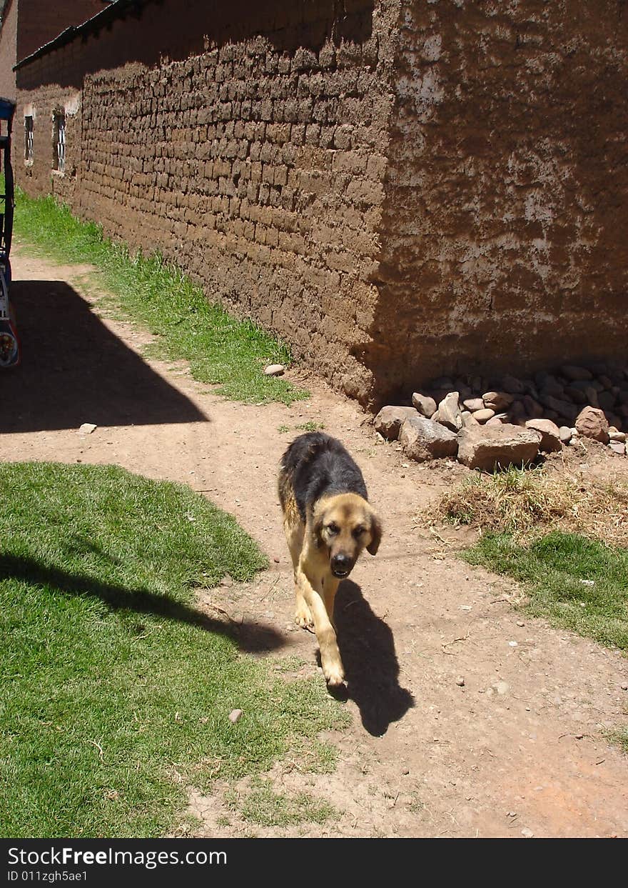 All  Peruvian dogs are relaxed. Yet another one.