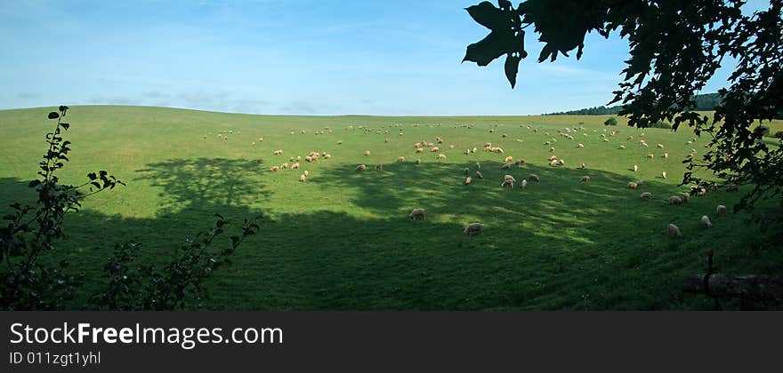 Several sheep feeding on green field, sunny weather, panorama. Several sheep feeding on green field, sunny weather, panorama