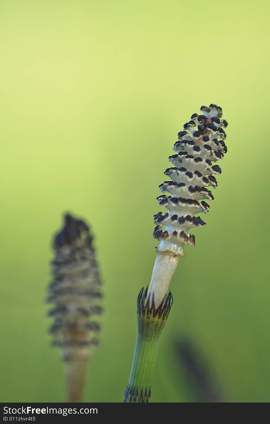 Two heads of a seaweed, close-up image with green blur background.