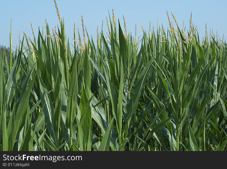 Corn in the field against blue sky