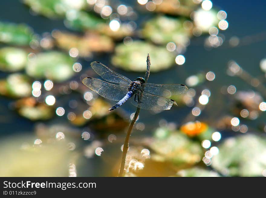 Dragonfly