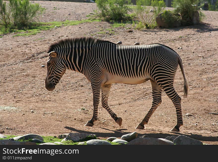 Lone Zebra walking in an arid area