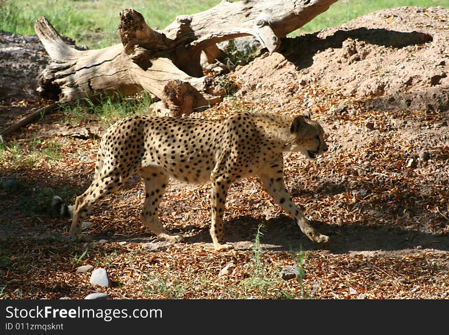 Cheetah walking