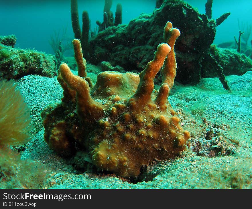 This image was taken off the beach in Pompano beach, Florida.A place called 12th street. This image was taken off the beach in Pompano beach, Florida.A place called 12th street.