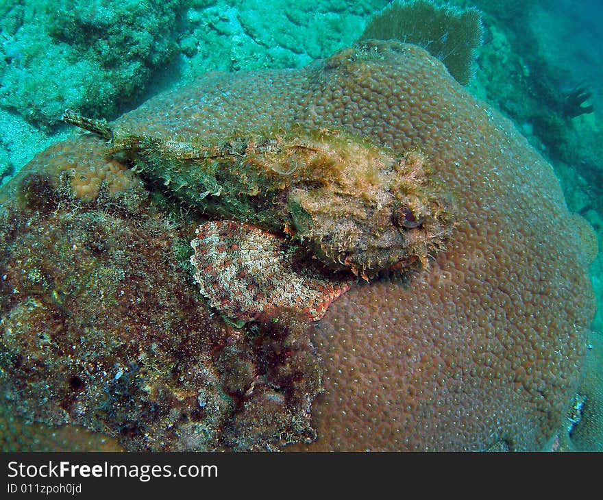 Scorpion fish