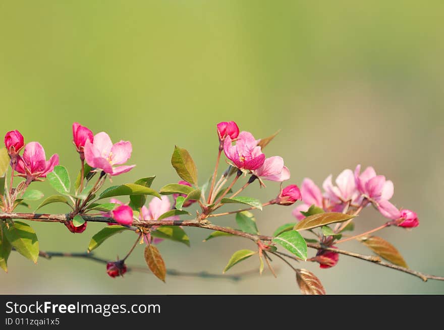 Beautiful spring flowers in green backgrount.