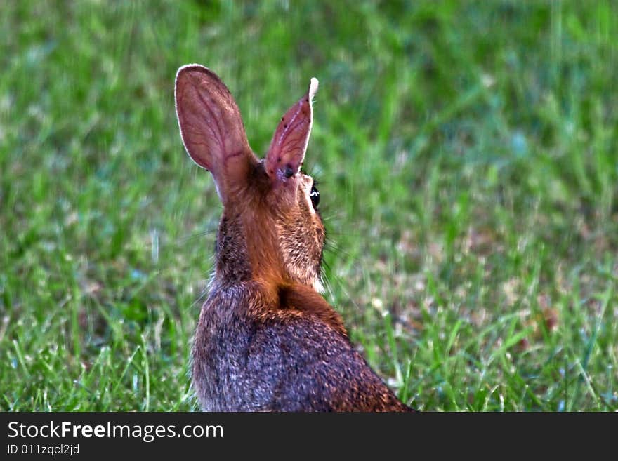 Wild rabbit / bunny (Eastern Cottontail) sitting outdoors in the grass. Native to North America. Wild rabbit / bunny (Eastern Cottontail) sitting outdoors in the grass. Native to North America.