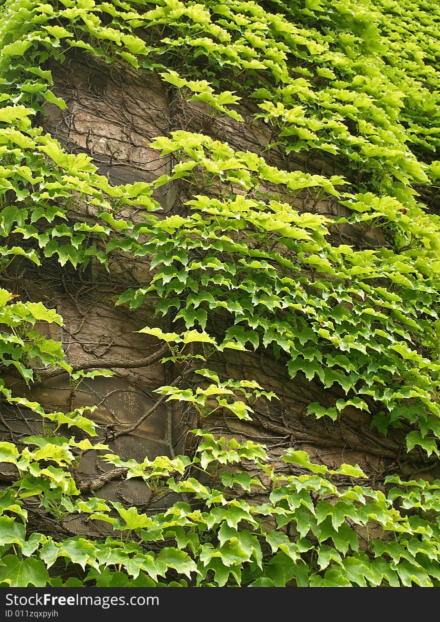 Green Leaf Ivy growing on stone Wall. Green Leaf Ivy growing on stone Wall