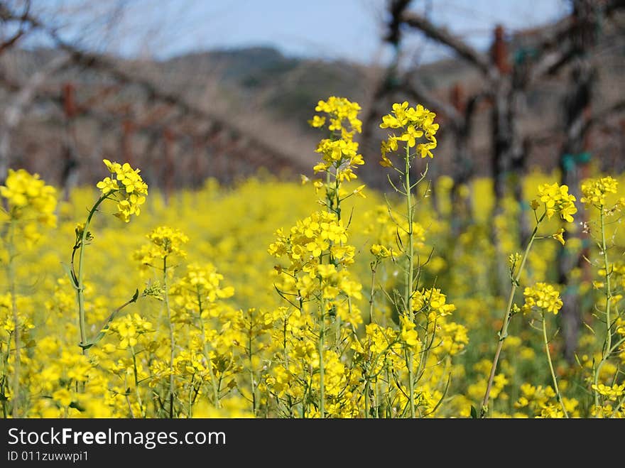 Napa Valley Scenery