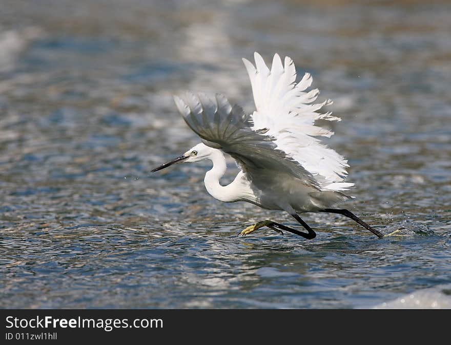 An egret  bird looking fish on watter