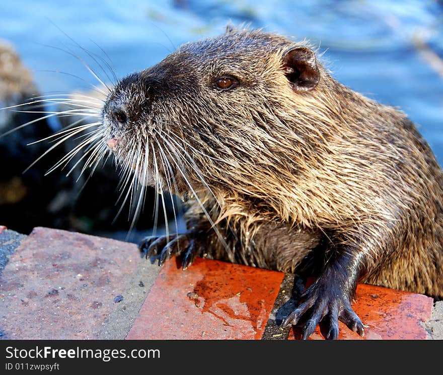 Water Rodent