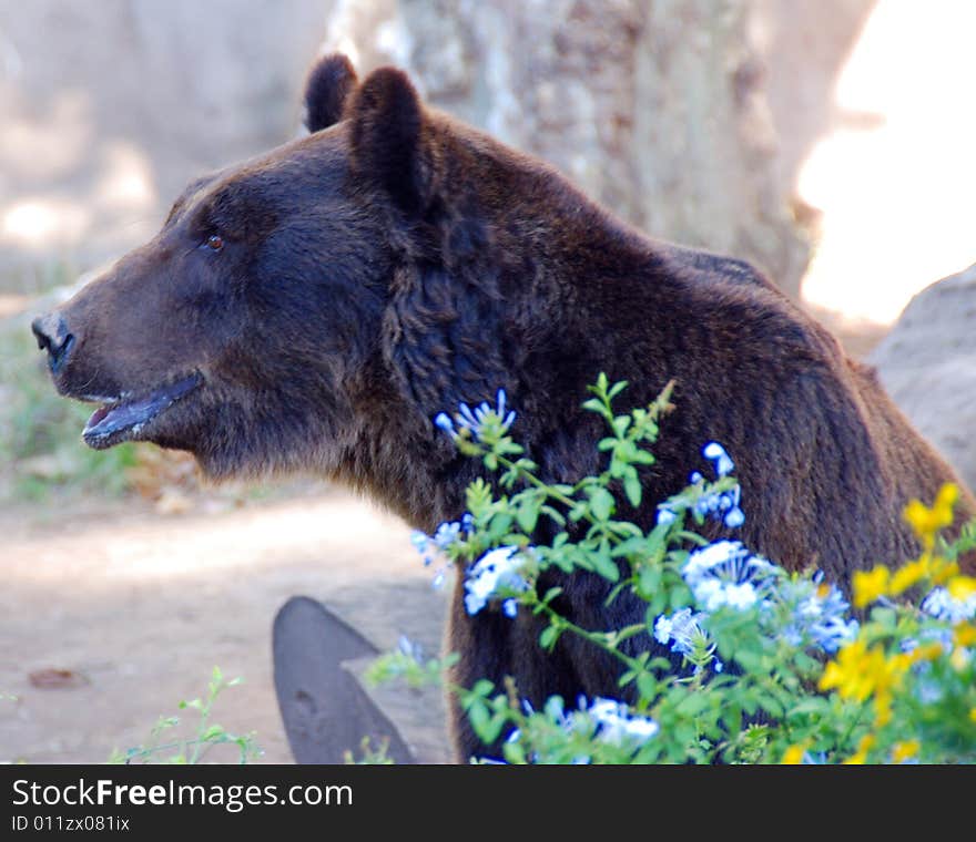 Brown Bear