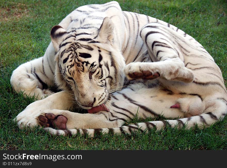 Beautiful Albino Bengal Tiger cleaning himself taken at the Buenos Aires Zoo