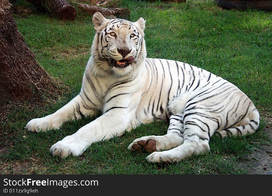 Beautiful Albino Bengal Tiger taken at the Buenos Aires Zoo