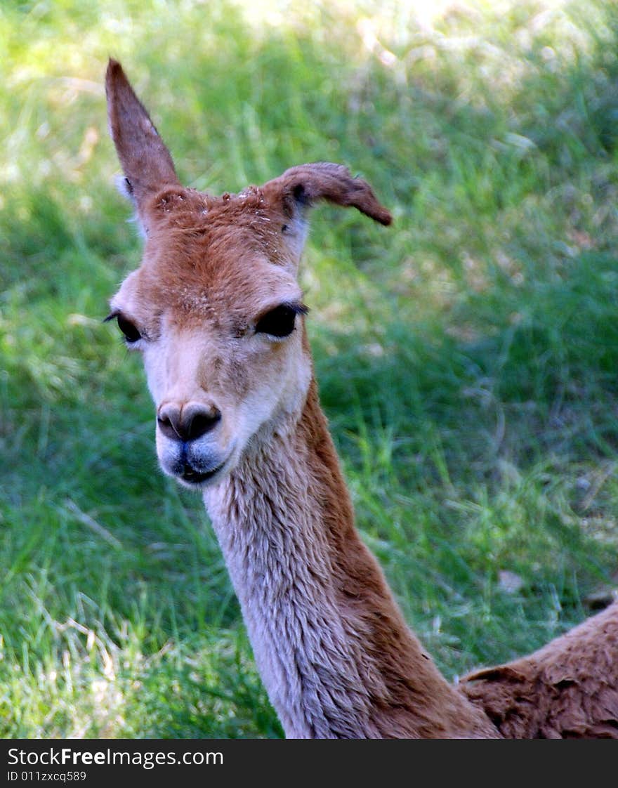 Baby Llama Portorate