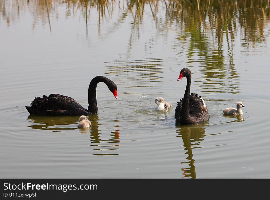 Black swan parents look after their new baby birds. Black swan parents look after their new baby birds