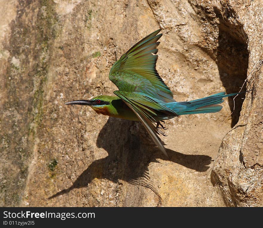 Bee eater flight out form its home