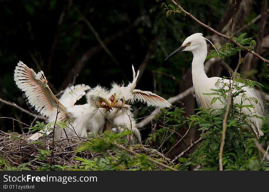 Egret and her baby