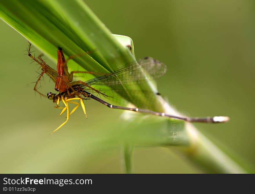 Spider Catching Dragonfly