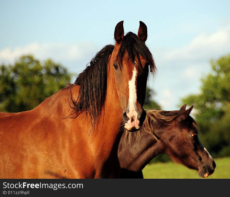 A shot of two horses on a summers evening