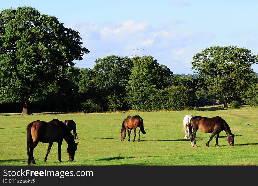 A shot of some horses on a summers evening