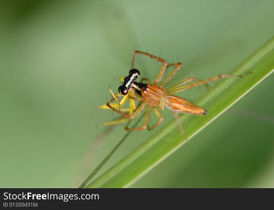 A spider catching a dragonfly. A spider catching a dragonfly