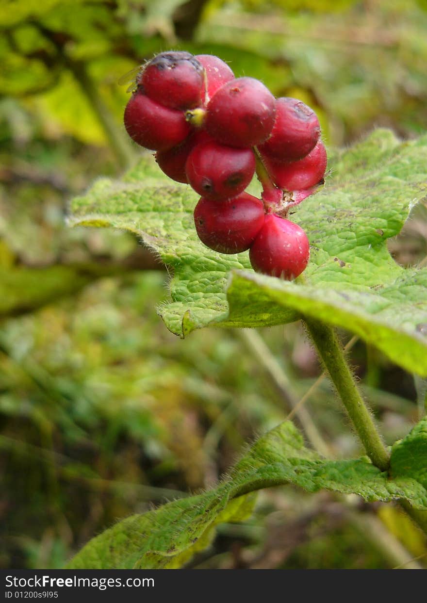 A plant nameless with red fruit or flower in the forest