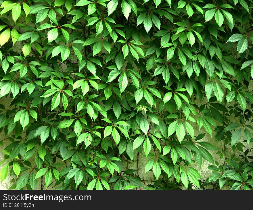 Green Wall