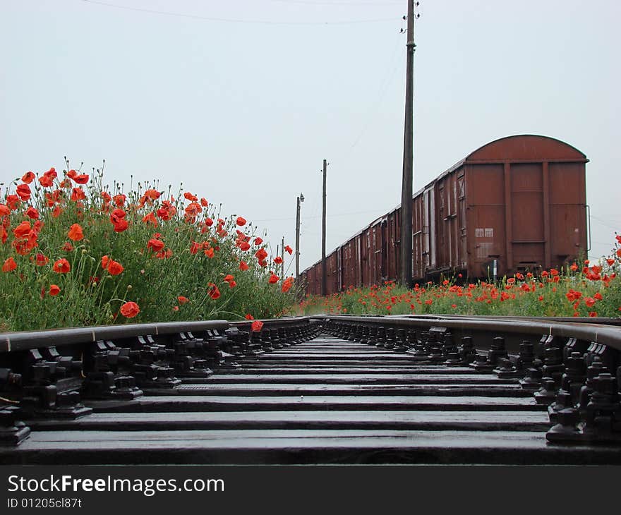 Railway poppies