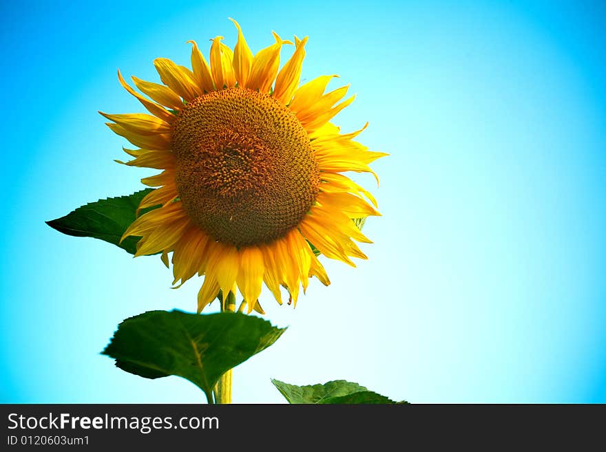 Head of sunflower