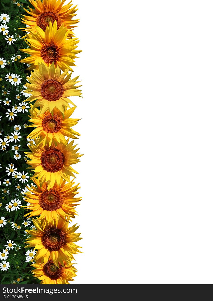 Line Of Sunflowers