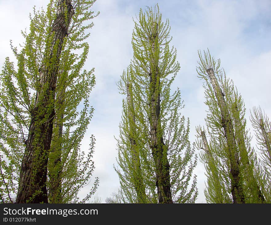 Birch grove at spring in may