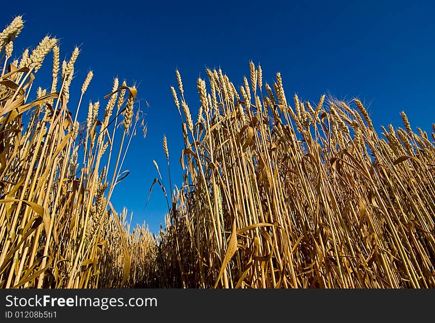 Wheat field