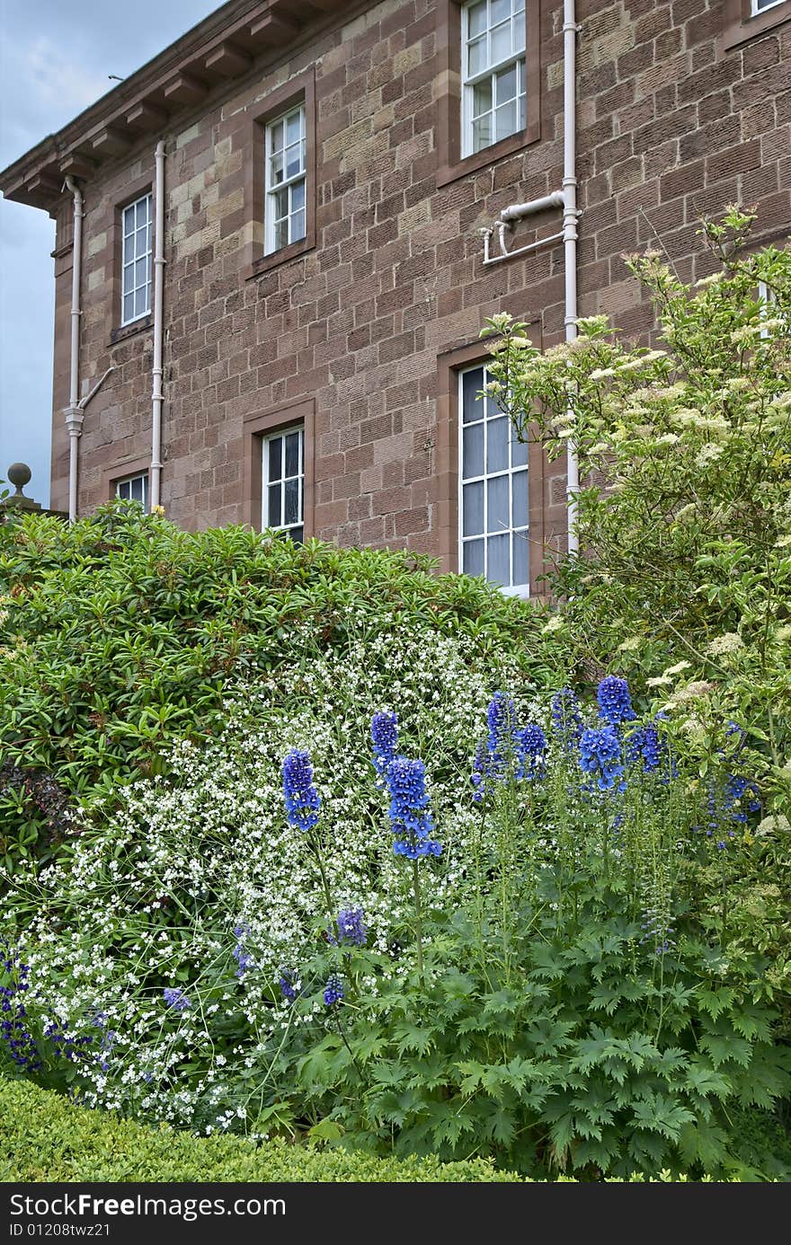 Blue Delphiniums adjacent to the wall of a large country house. Blue Delphiniums adjacent to the wall of a large country house