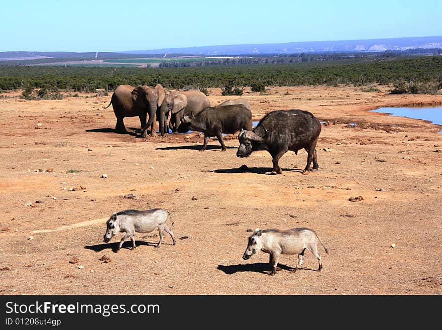 Buffaloes, Warthogs And Elephants