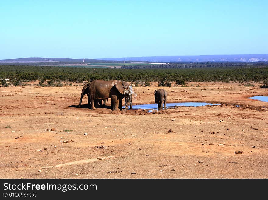 Water Elephants