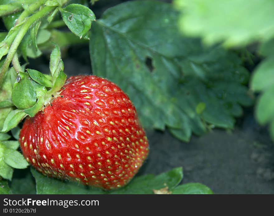 Appetizing strawberry on a bed