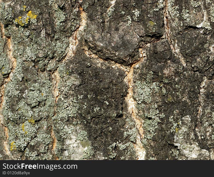 Old Birch Bark With Moss Texture Close Up