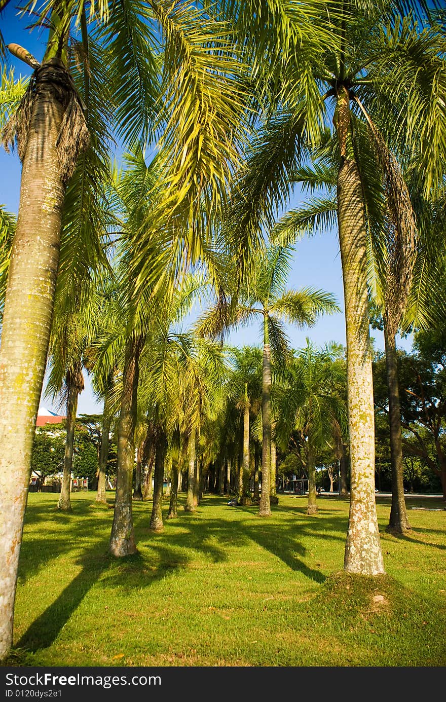 Rows of coconut trees in tropical country in sunny day