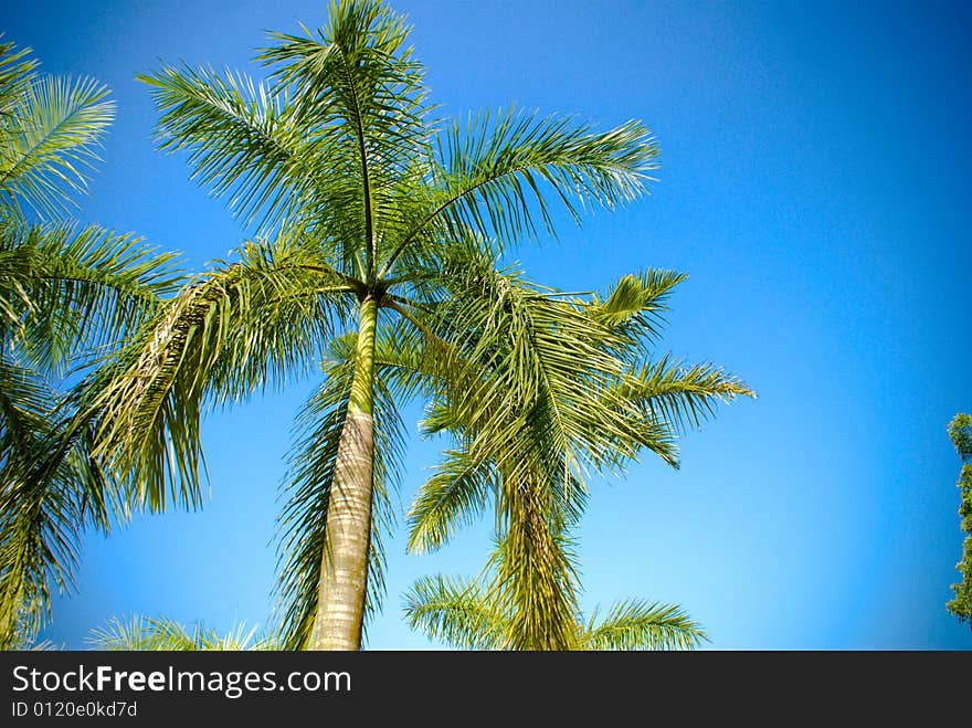 Rows of coconut trees in tropical country in sunny day