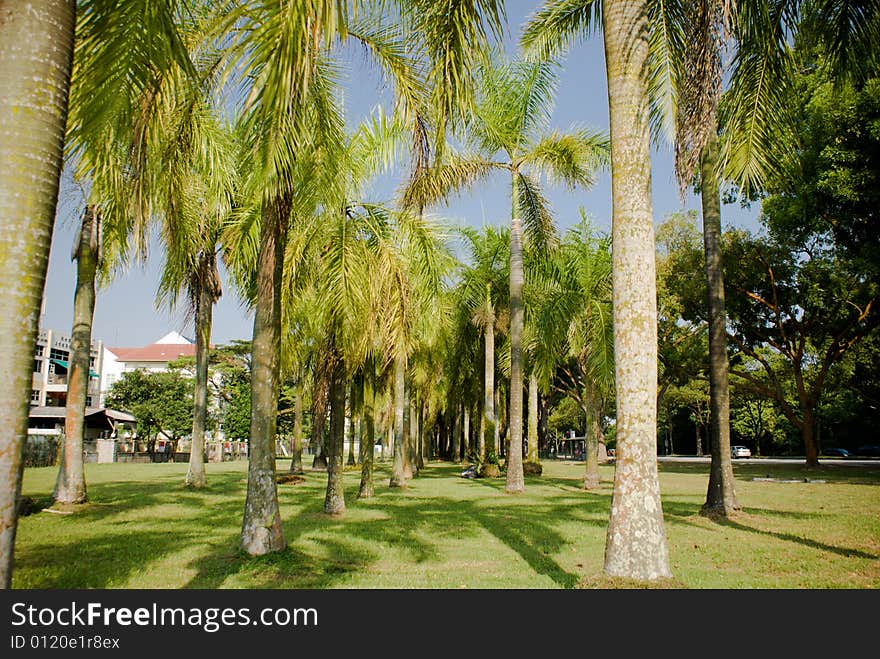 Rows of coconut trees in tropical country in sunny day